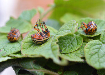 Destroyed Colorado potato beetle on a potato leaf