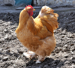 Domestic rooster in the country yard