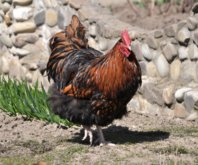 Domestic rooster in the country yard