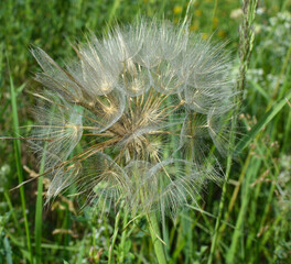 Tragopogon dubius grows in nature in summer