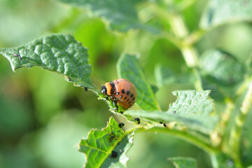 Larvae of Colorado potato beetle