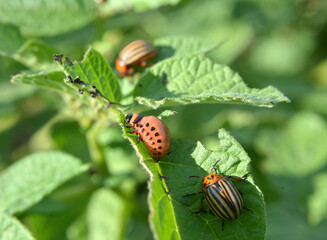 Larvae of Colorado potato beetle