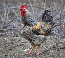 Domestic rooster in the country yard
