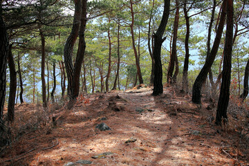 햇빛이 내리쬐는 소나무 숲길
