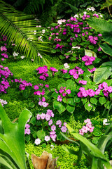 Colorful flower of a plant with a delicate petal.
