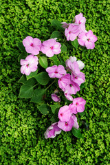 Colorful flower of a plant with a delicate petal.