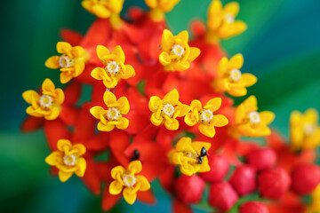 Orange-yellow flowers of the plant with green leaves.