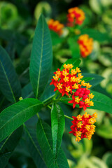 Orange-yellow flowers of the plant with green leaves.