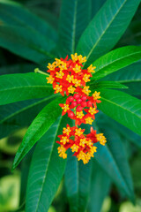 Orange-yellow flowers of the plant with green leaves.