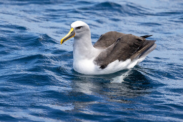 Buller's Mollymawk Albatross in New Zealand