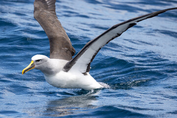 Buller's Mollymawk Albatross in New Zealand