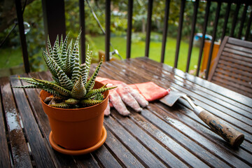 A close up of a succulent and gardening equipment on a wooden table in a garden.
