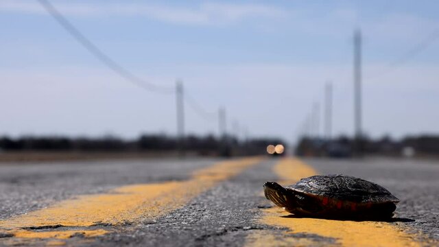 Painted turtle crossing the road in spring time