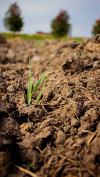 A close up of a plant coming up from the ground.