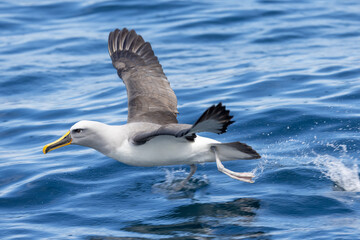 Buller's Mollymawk Albatross in New Zealand
