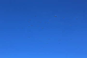 flock of birds