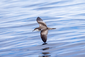 Buller's Shearwater in Australasian Waters