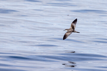 Buller's Shearwater in Australasian Waters