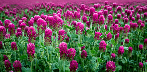 Obraz premium Beautiful crimson clover growing field