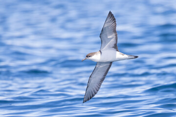 Buller's Shearwater in Australasian Waters