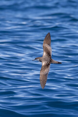 Buller's Shearwater in Australasian Waters