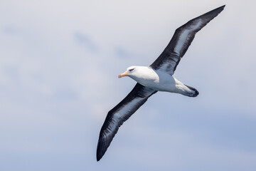 Campbell Mollymawk Albatross in New Zealand