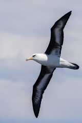 Campbell Mollymawk Albatross in New Zealand