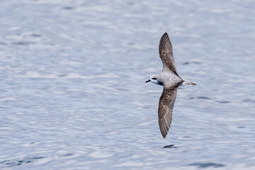 Cook's Petrel in New Zealand Waters