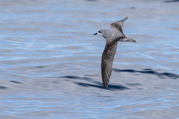 Cook's Petrel in New Zealand Waters