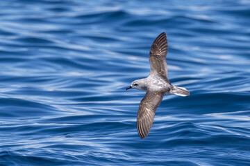 Cook's Petrel in New Zealand Waters