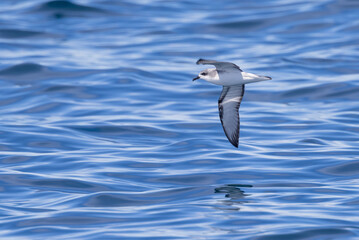 Obraz premium Cook's Petrel in New Zealand Waters
