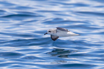 Cook's Petrel in New Zealand Waters