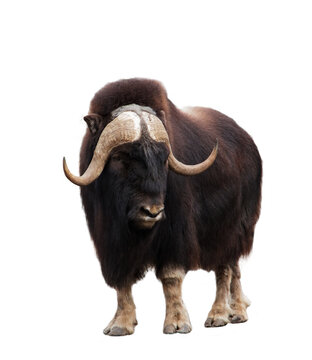 Closeup of musk-ox isolated on white background