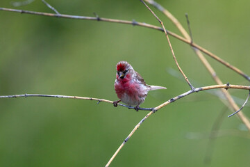 Lesser Redpoll, Common European Finch