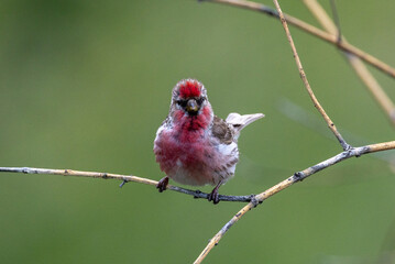 Lesser Redpoll, Common European Finch