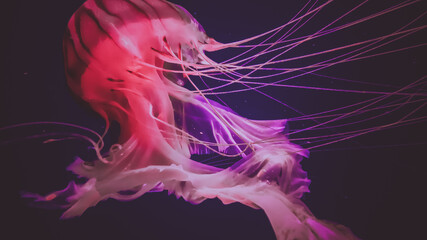 Chrysaora pacifica is a common free-floating sea nettle that lives in the southwest Pacific Ocean around Japan , and is commonly known as the Japanese Sea Nettle © Aloshin Evgeniy
