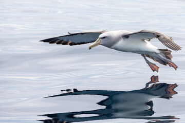 Salvin's Mollymawk Albatross in New Zealand