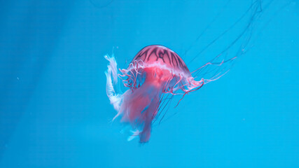 Jellyfish under the water. Underwater world. Aquarium. Jellyfish Japanese Sea Nettle (Chrysaora pacifica) poisionous jellyfish. Close up of jellyfish in blue water © Aloshin Evgeniy