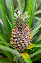Obraz premium Whole pineapple on its plant in the farm.