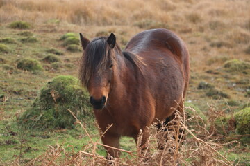 horse in the field