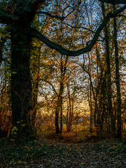 Bright autumn colors in the Vosges mountains. Alsace.