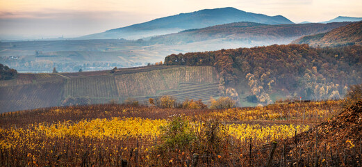 Orange red rust colored vineyards in Alsace. Autumn landscape after harvest. - 478616070
