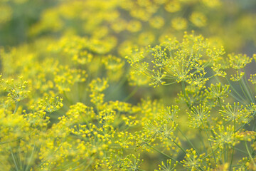 Anethum graveolens. Close-up of blooming flower of green dill fennel. Green plants in the garden, ecological agriculture. Healthy food concept. Fresh dill growing on the vegetable bed.