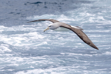 Salvin's Mollymawy Albatross in Australasia