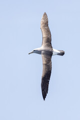 Salvin's Mollymawy Albatross in Australasia