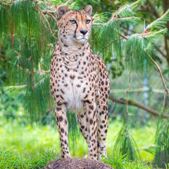 A Cheetah amongst the green foliage