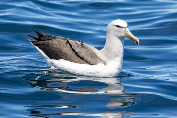 Salvin's Mollymawy Albatross in Australasia