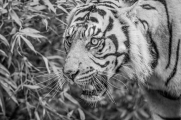 Sumatran Tiger in Black and White