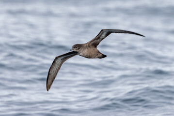 Short-tailed Shearwater in Australasian Waters