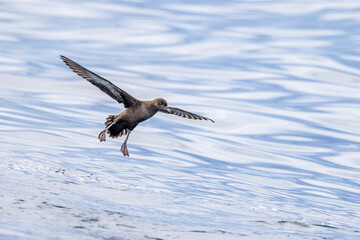 Short-tailed Shearwater in Australasian Waters